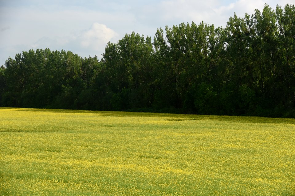 4257_Hrodna_Region,_Belarus._May_2019