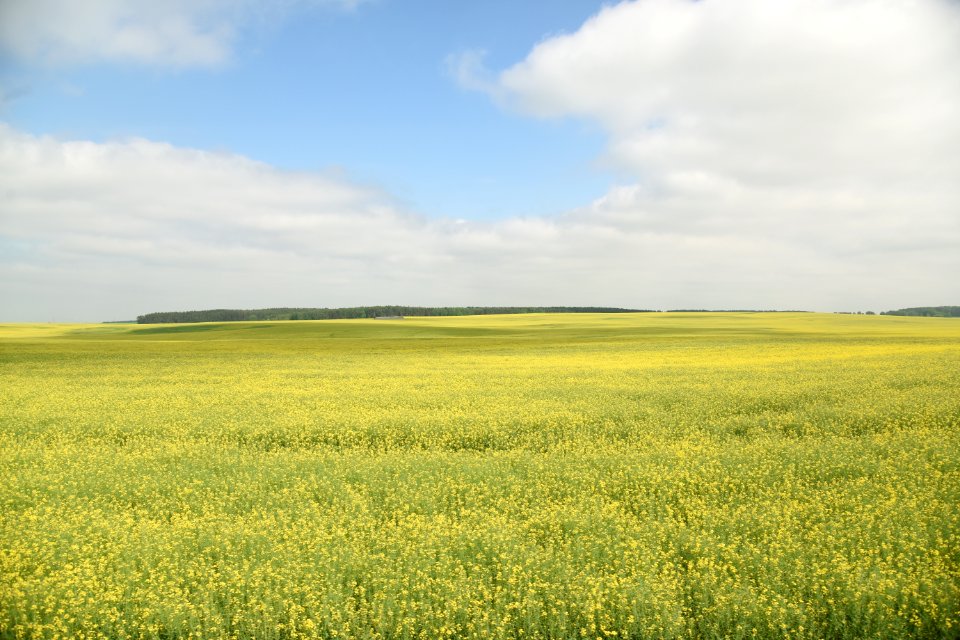 4156_Bierastavica_District_Belarus_May_2019