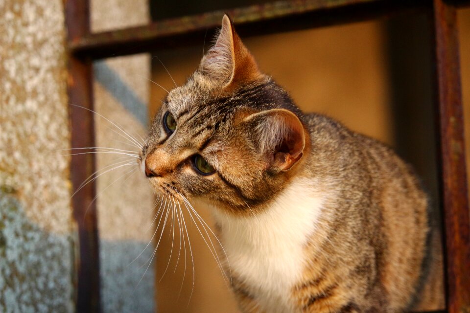 Lauer play domestic cat