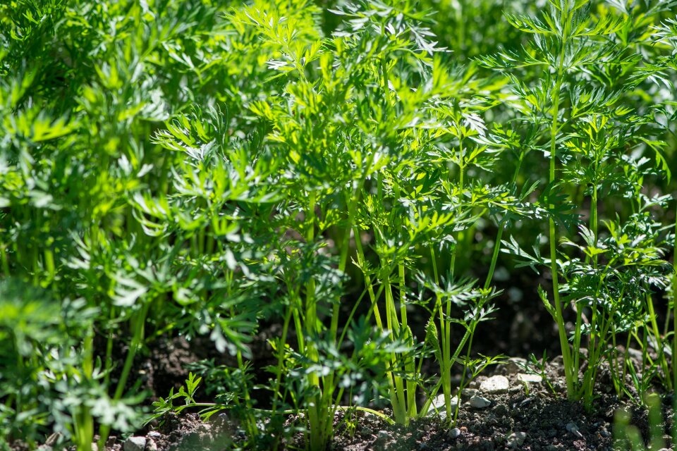In the garden nature green