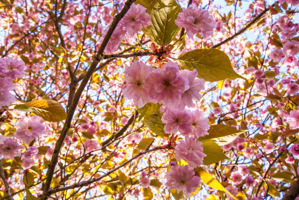 Flowers sun tree