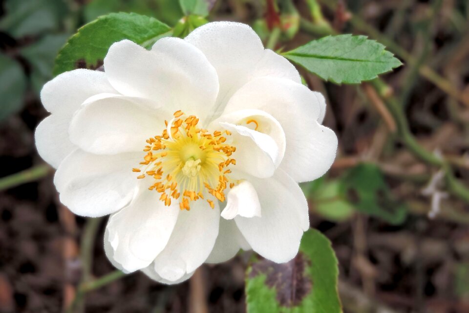 Blossom bloom white