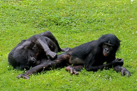 Primates animal zoo photo