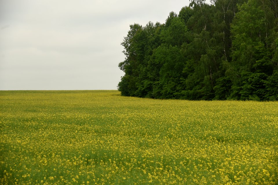 4144_Hrodna_Region,_Belarus._May_2019