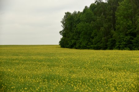 4144_Hrodna_Region,_Belarus._May_2019