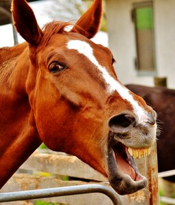 Animal cute sweet