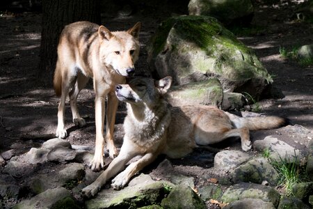 Canis lupus european wolf wolf photo