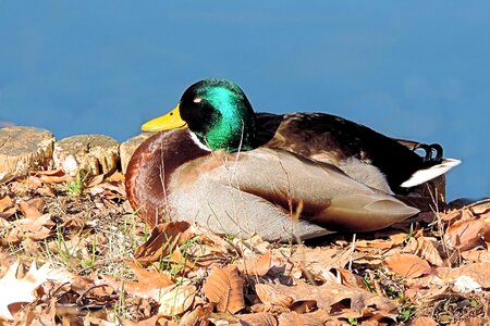 W water bird sleeps