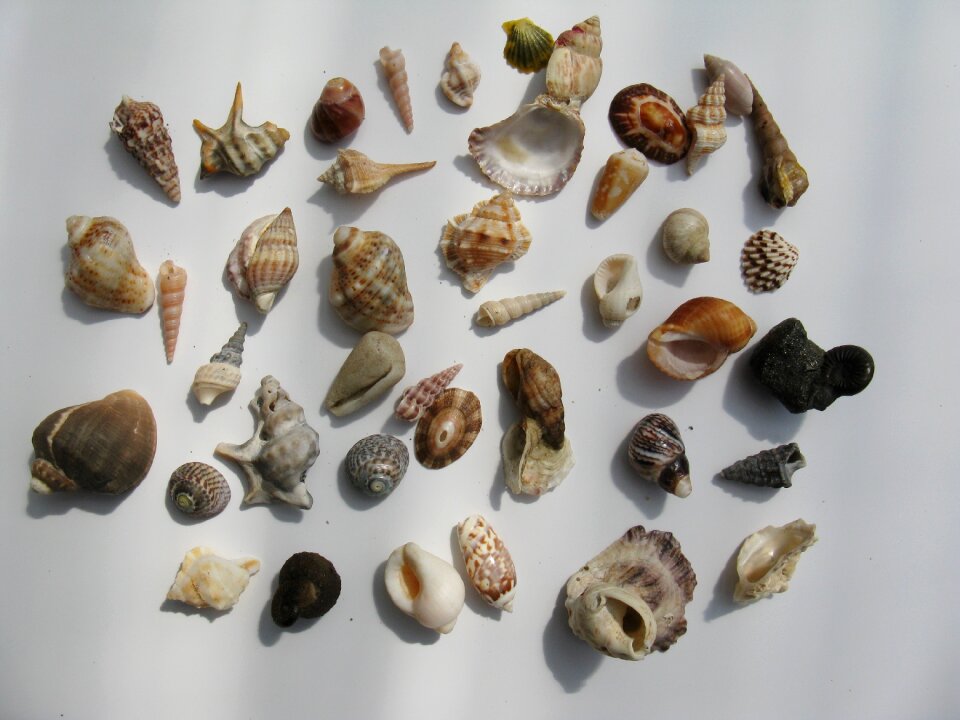 Molluscs casing sea