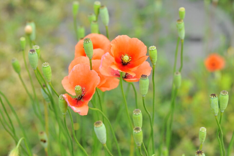 Natural plant poppy