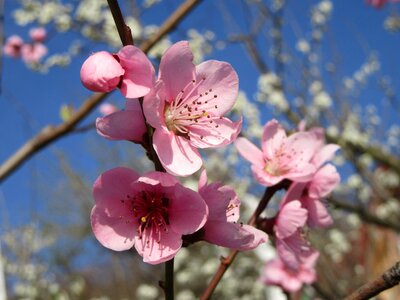 Branch blossom pink photo