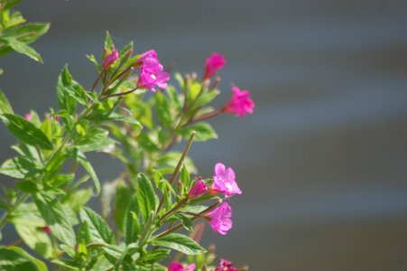 Fireweed flower spring