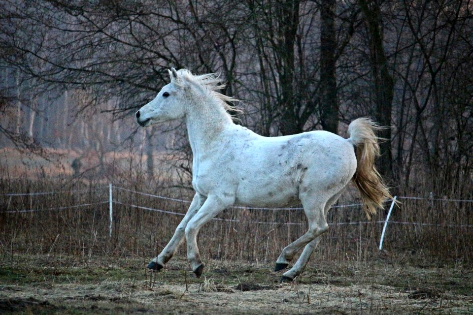 Gallop pasture dusk