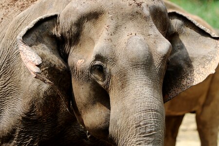 Safari pachyderm proboscis