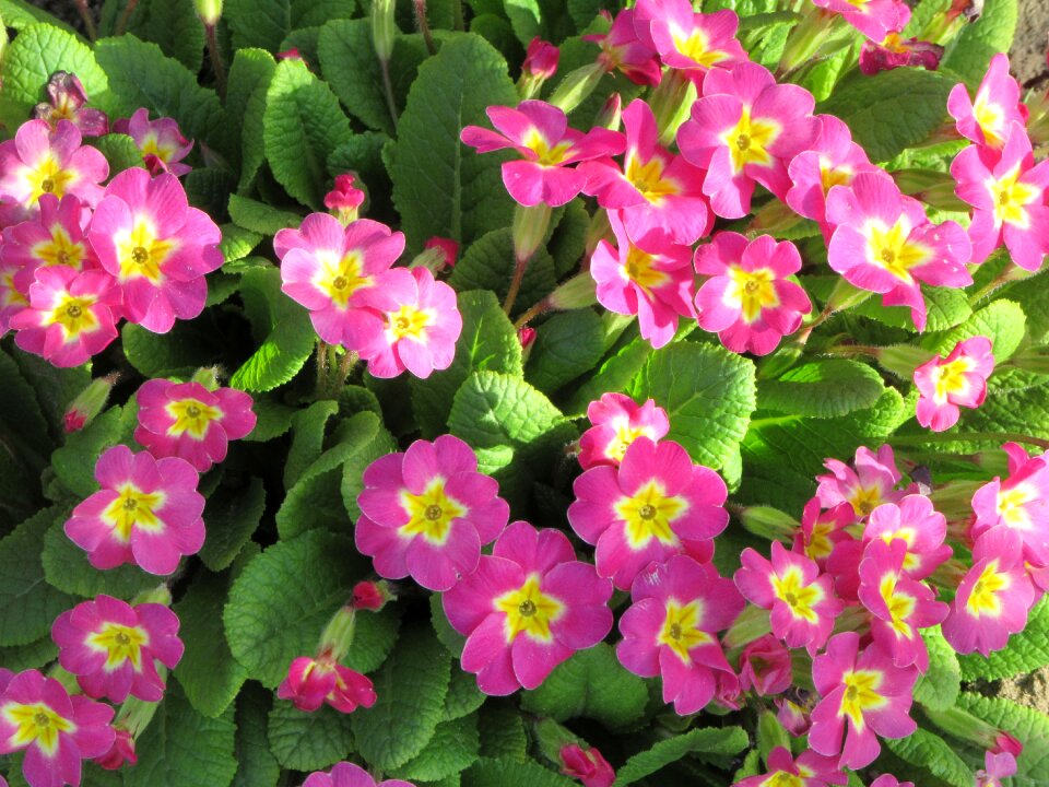 Purple blossom nature