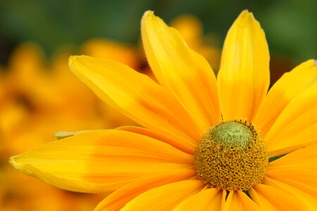 Yellow flower garden
