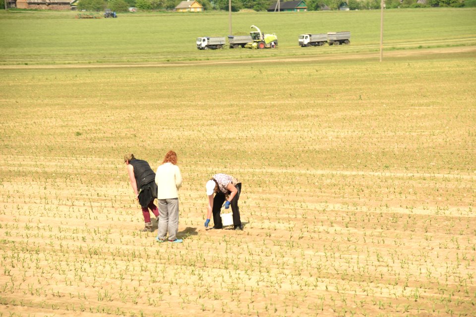4196_Agriculture_in_Hrodna_Region,_May_2019