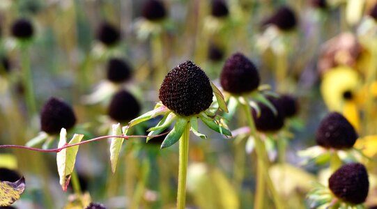 Coneflower flourished from withered