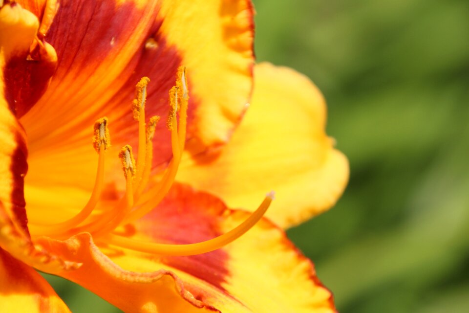 Flower pollen pistil