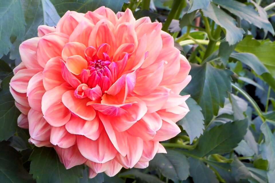 Flower garden plant dahlia garden