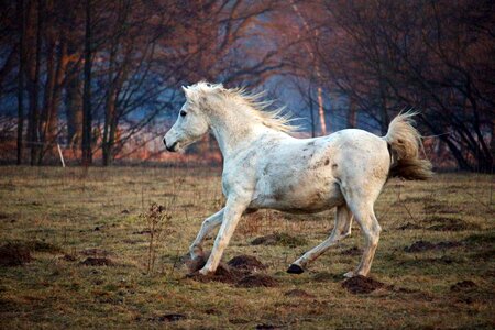 Thoroughbred arabian pasture flock