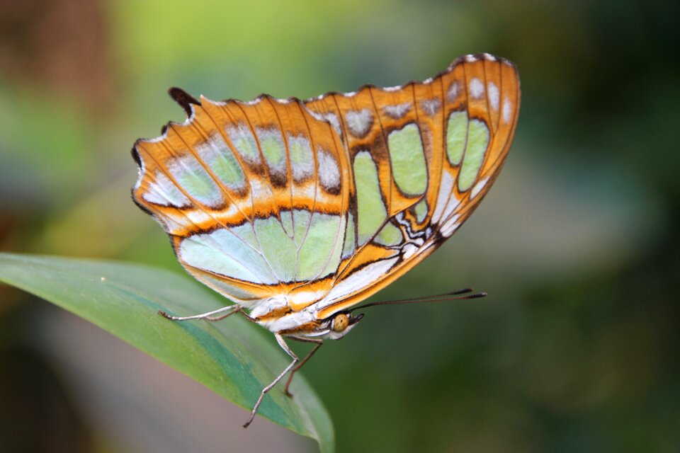 Butterfly insect nature