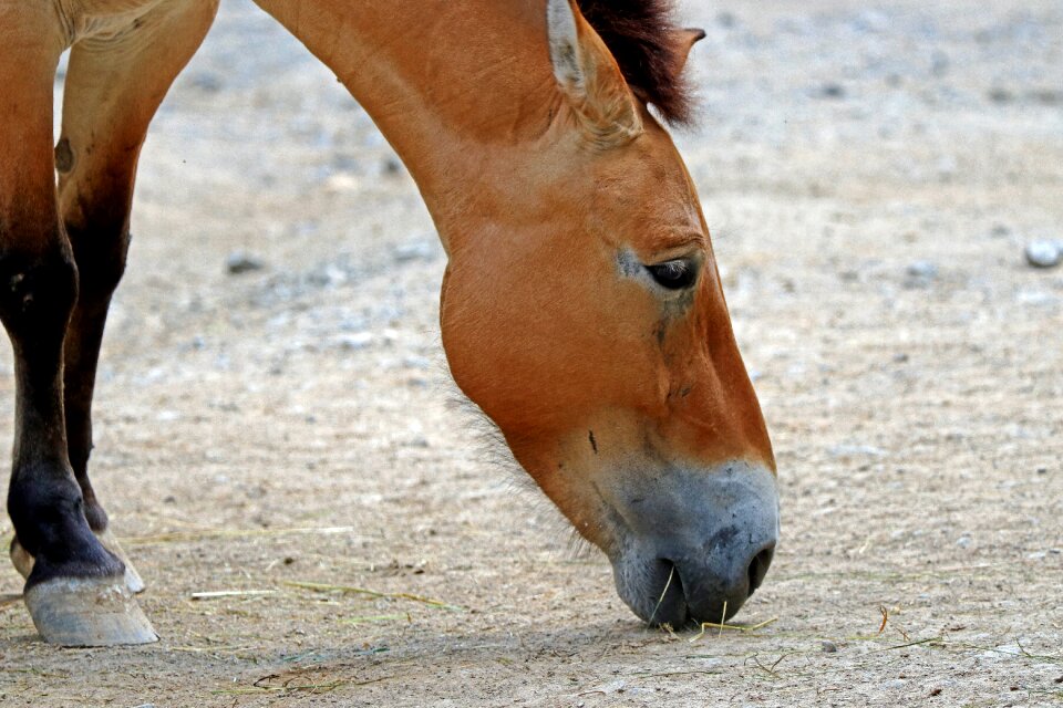Horse wild horse animals