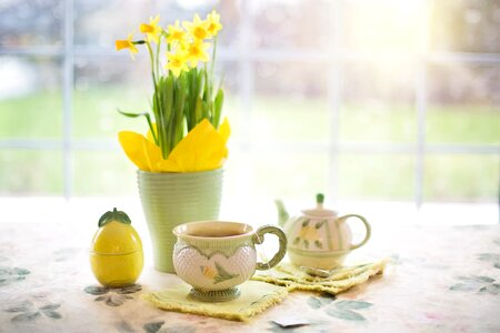Cup of tea spring yellow flowers photo