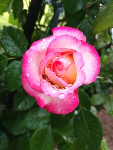 Krupnyj plan flowers rain