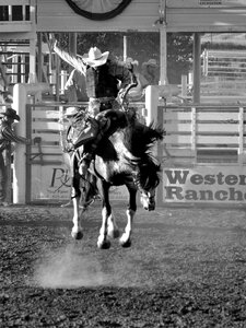 Western animal riding photo