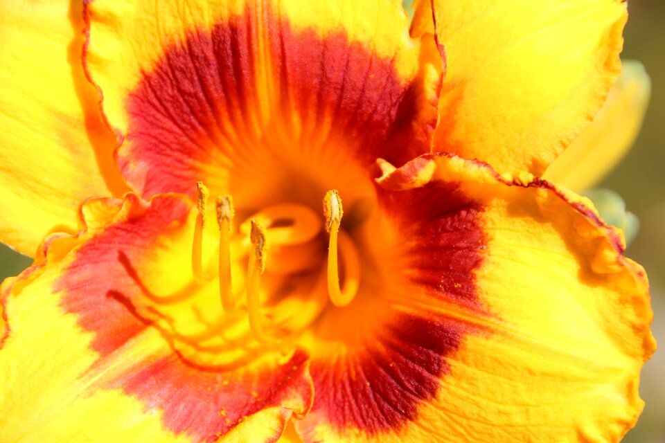 Flower pollen pistil
