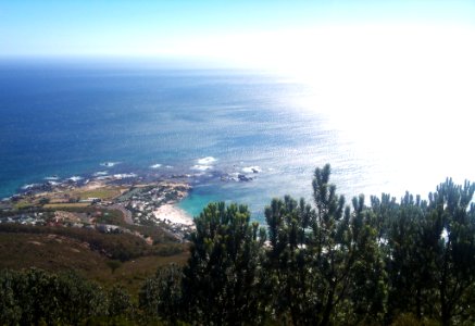 4_Silvertrees_on_Lions_Head_-_Cape_Town_5