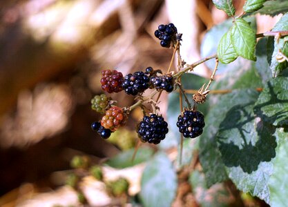 Fruit wild blackberry