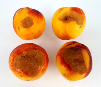 4_x_Nectarine_scab_2017_A2
