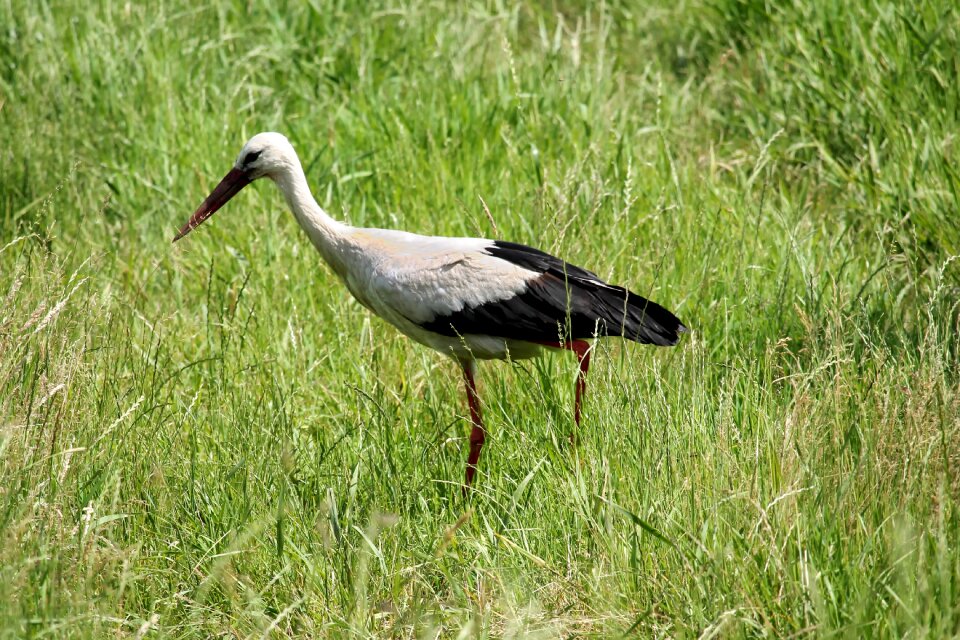 Bird eastern foraging