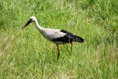 Bird eastern foraging
