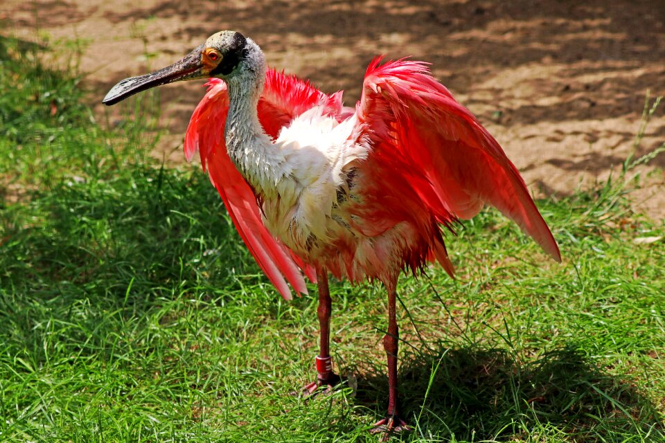 Bill heron long beak