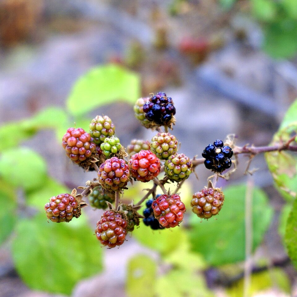 Fruit wild blackberry