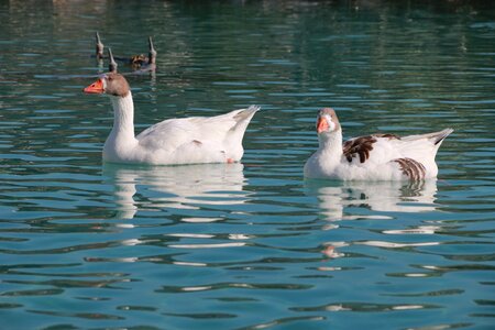 Animal peace nature