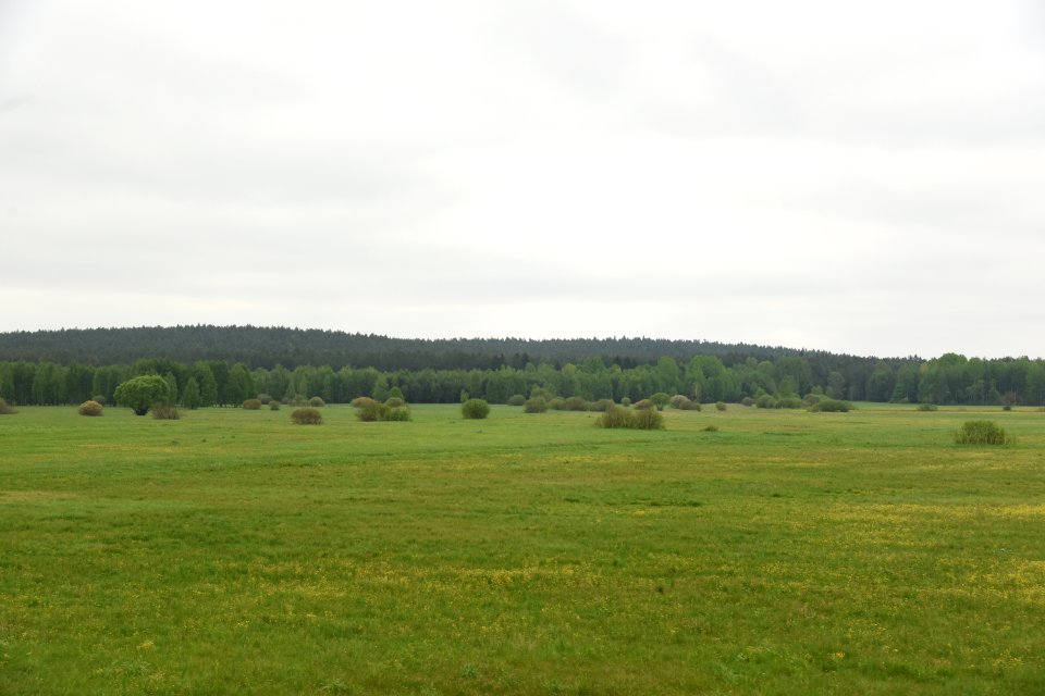 4089_Nature_of_Hrodna_Region,_May_2019