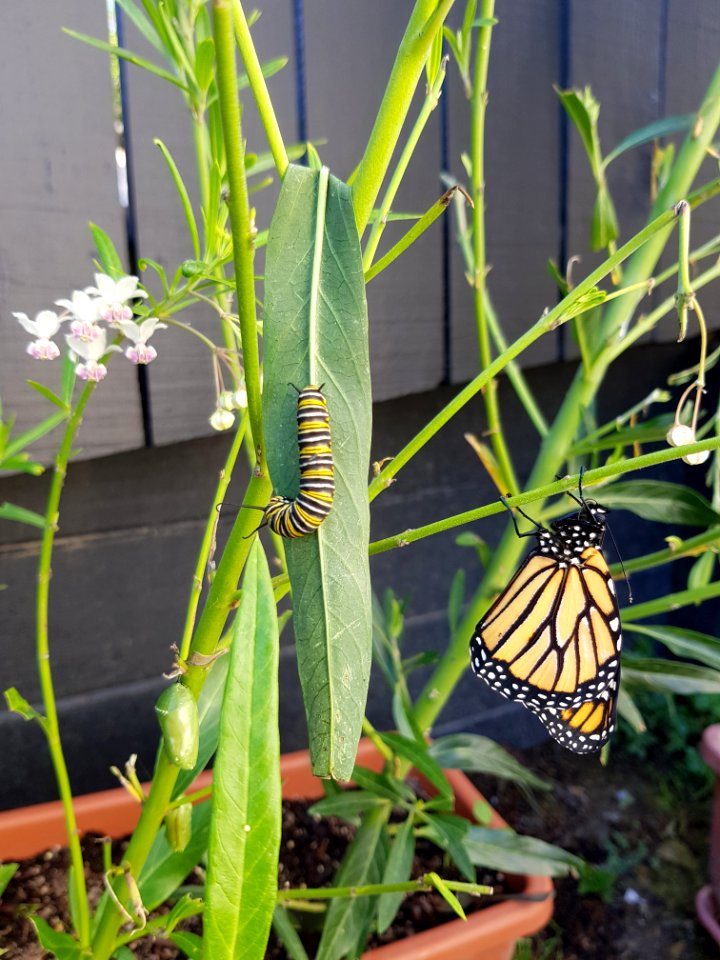 4_life_stages_of_Monarch