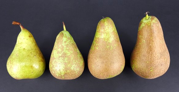 4_x_Conference_pear_2017_B