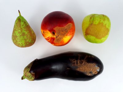 4_x_Stained_fruit_-_Apple_-_Pear_-_Nectarine_-_Eggplant_-_2017