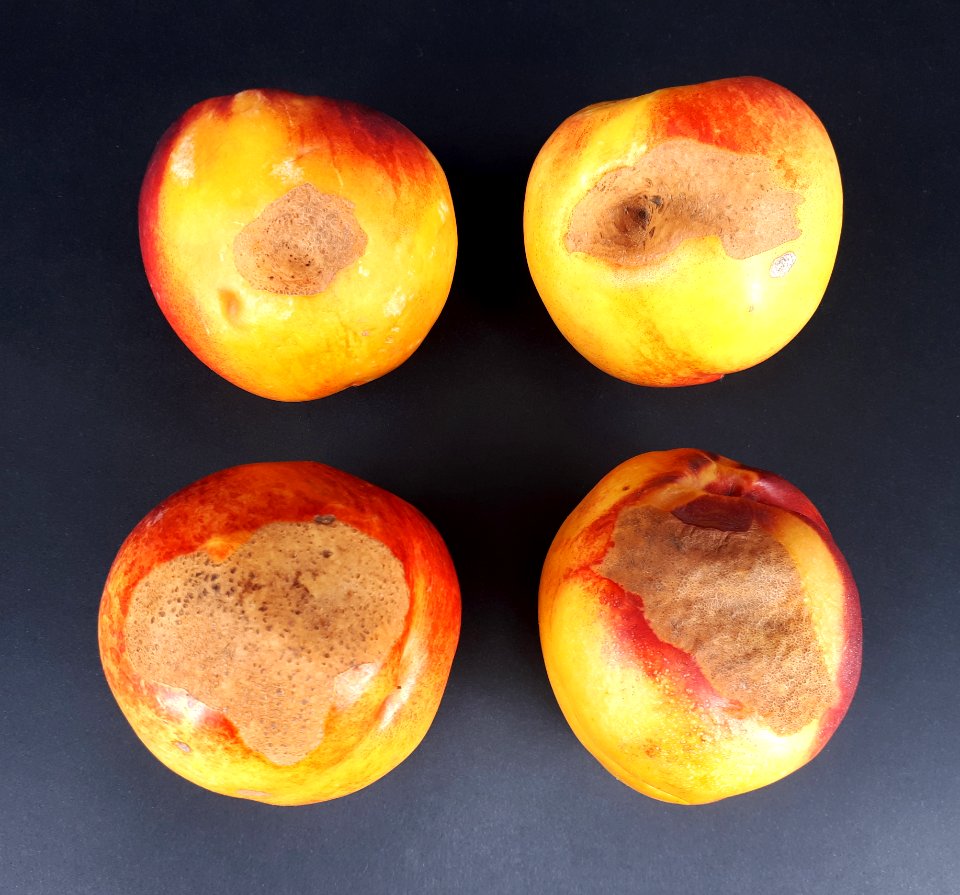 4_x_Nectarine_scab_2017_A1