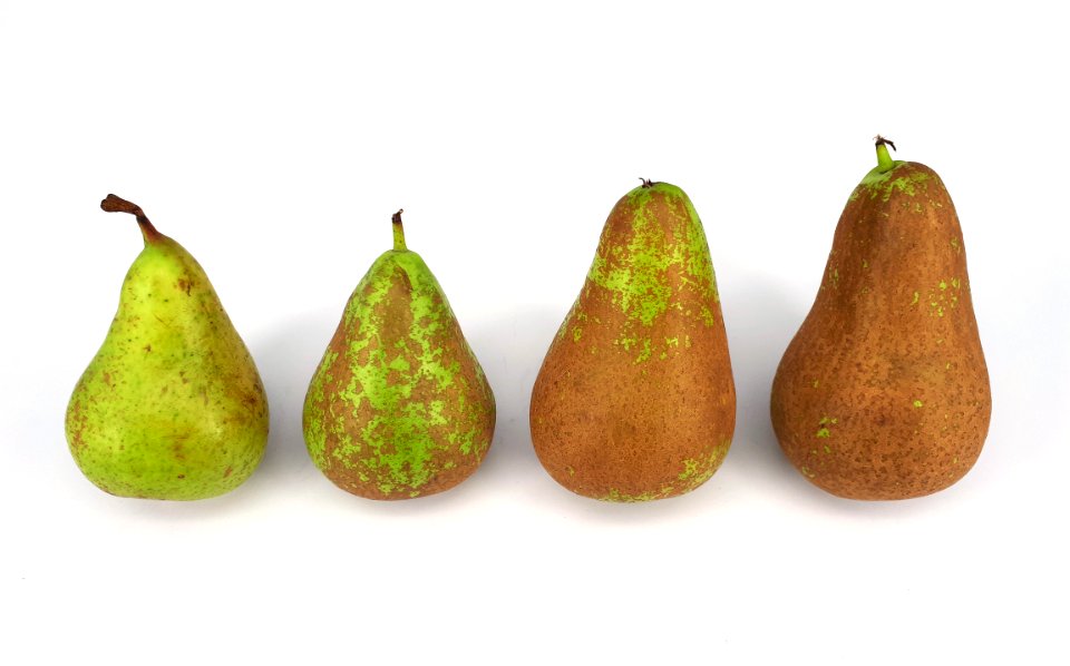 4_x_Conference_pear_2017_A