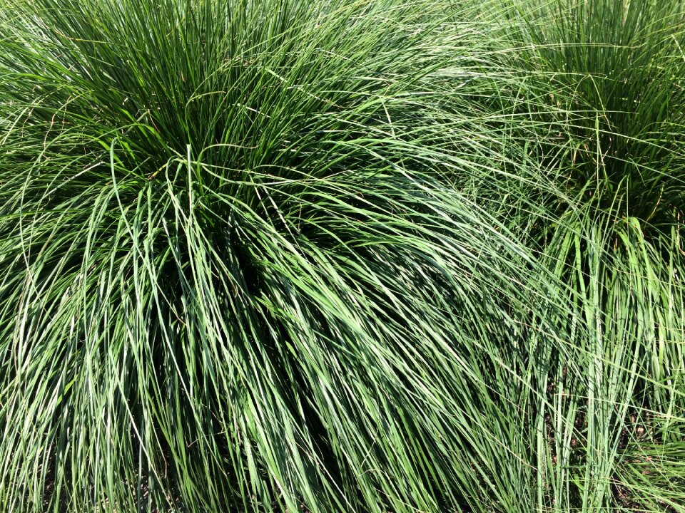 Nature blade of grass green