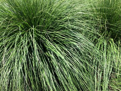 Nature blade of grass green