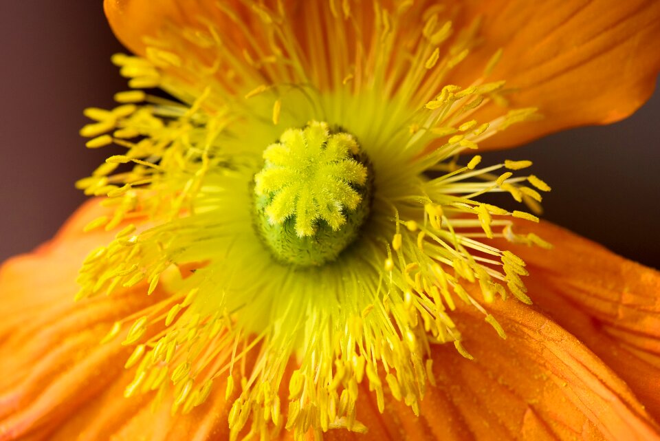 Blossom bloom petals