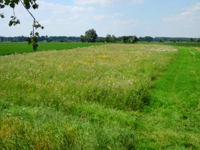 29130709Wiese_Hockenheimer_Rheinbogen1