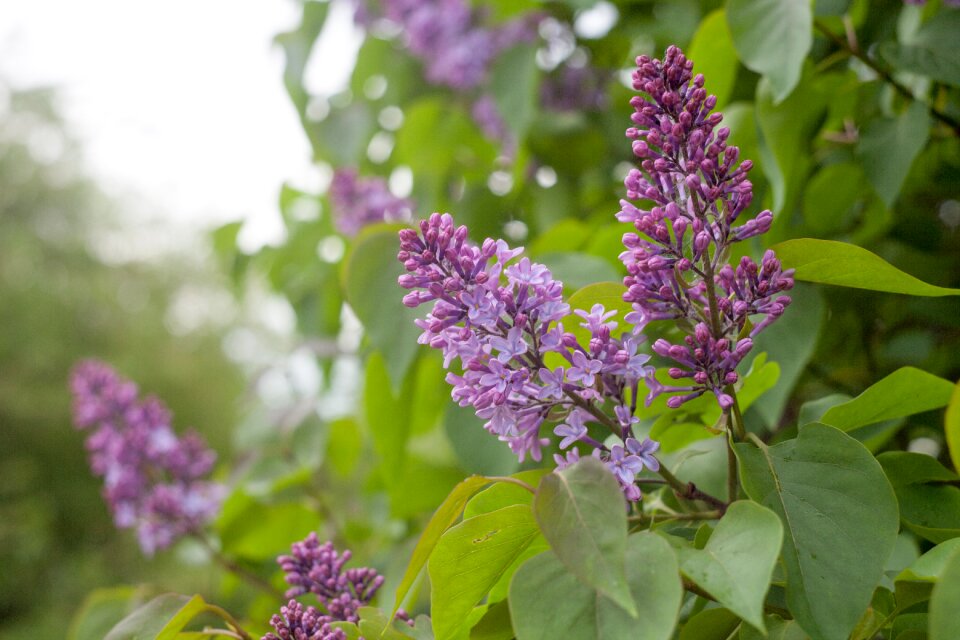Nature summer beauty
